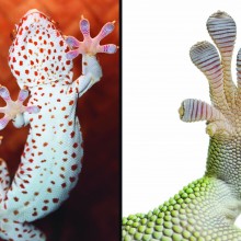 Gecko toe showing strands that sticks at molecular level generating attraction by pulling it back.