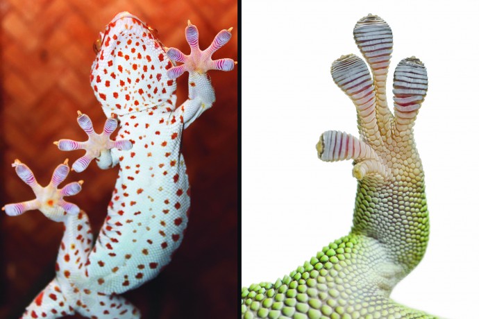 Gecko toe showing strands that sticks at molecular level generating attraction by pulling it back.